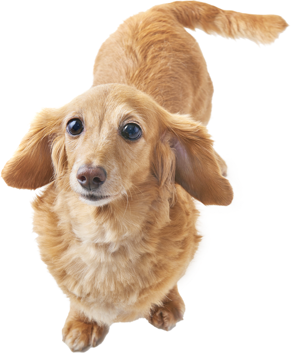 東京愛犬の特長