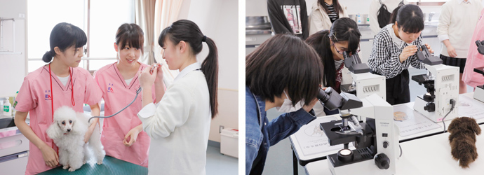 体験入学 学校見学 入試 学費 学科説明会 入学案内 東京愛犬専門学校