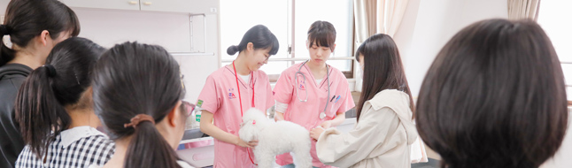 就職サポート 資格取得 学校案内 東京愛犬専門学校
